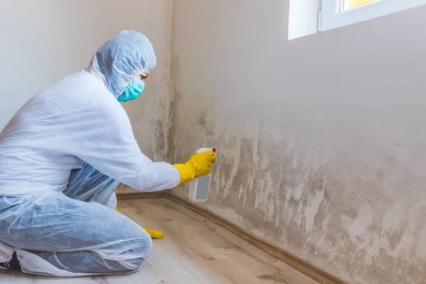 Licensed Black Mold Remediation service in Wheaton, MN - Mold Remediation HQ