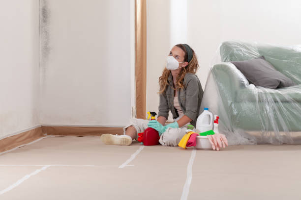 Reliable Black Mold Remediation contractor in Wheaton, MN by Mold Remediation HQ