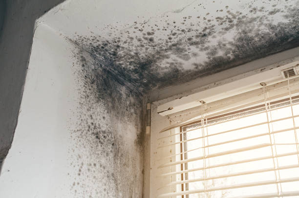 Affordable Black Mold Remediation solutions in Wheaton, MN