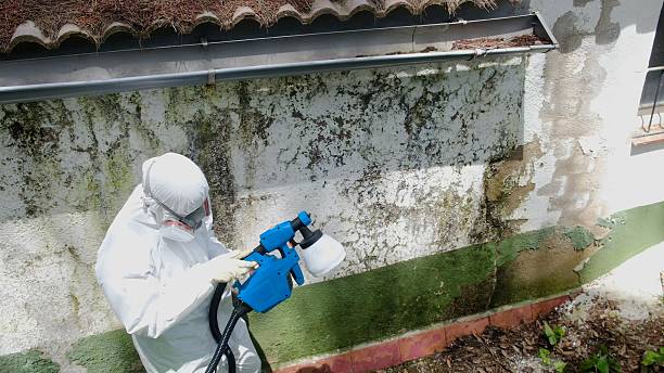 Top rated local Black Mold Remediation specialists in Wheaton, MN